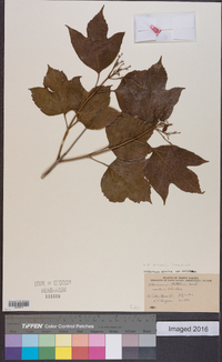 Viburnum trilobum image