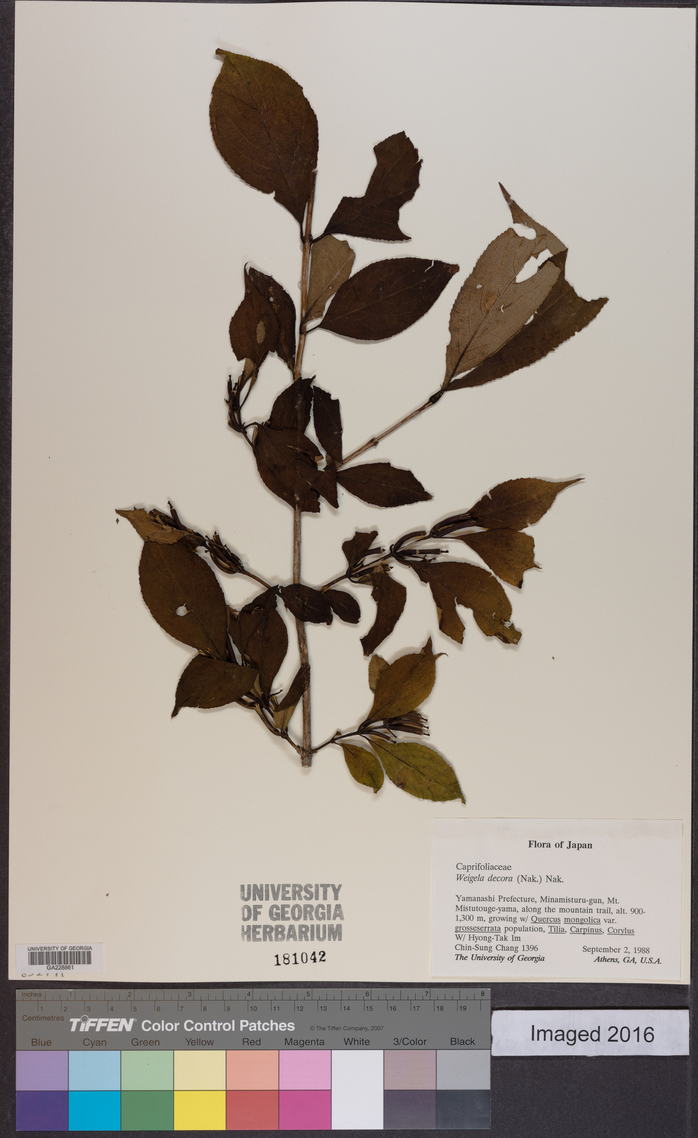 Weigela decora image