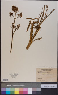 Valeriana edulis image