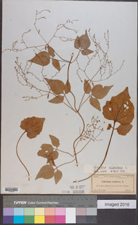 Valeriana scandens image