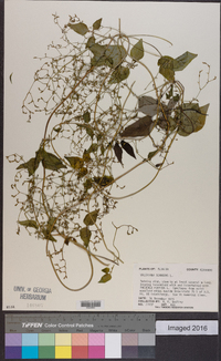 Valeriana scandens image