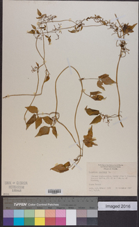 Valeriana scandens image