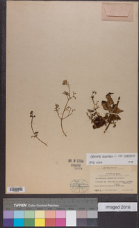 Valeriana scandens image