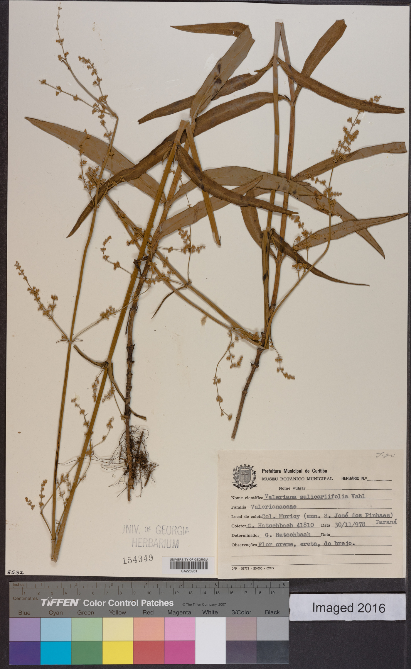 Valeriana salicariifolia image