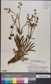 Valeriana edulis image