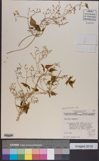 Valeriana scandens image