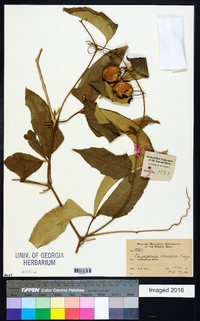 Image of Cayaponia coriacea