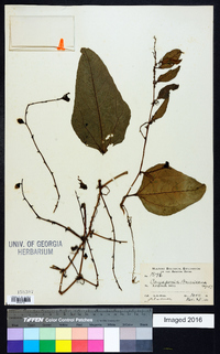 Cayaponia americana image