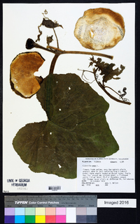 Cucurbita pepo image