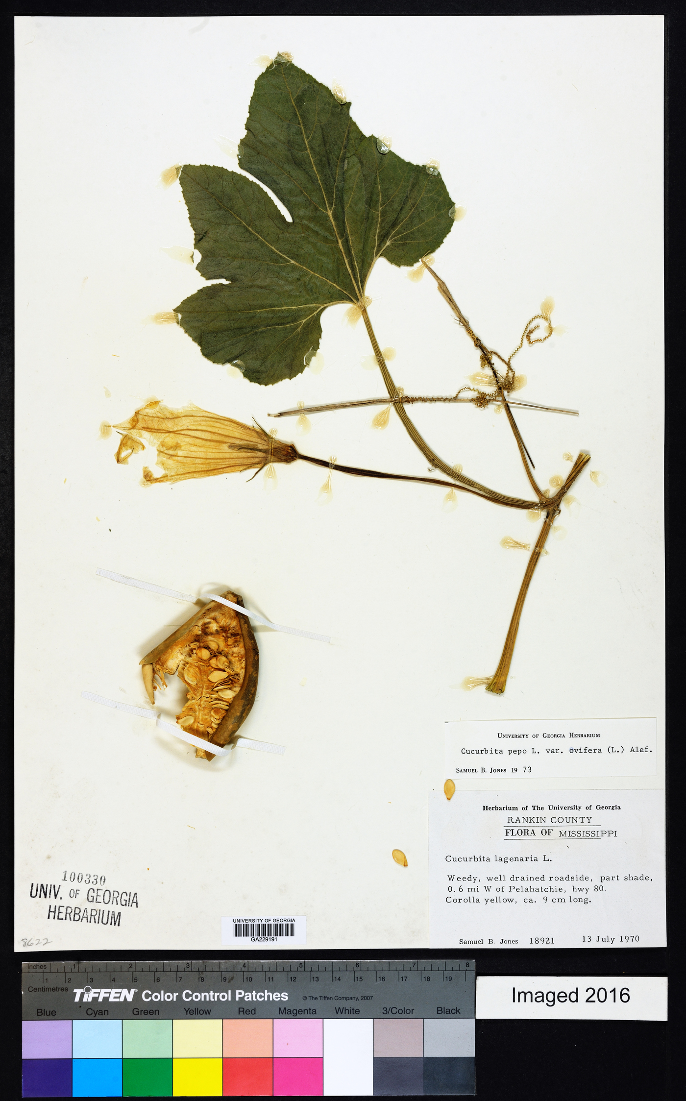 Cucurbita pepo var. ovifera image