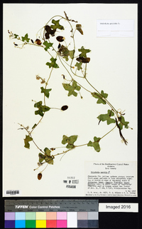 Melothria pendula image