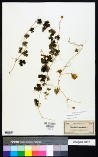 Melothria pendula image