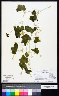 Melothria pendula image