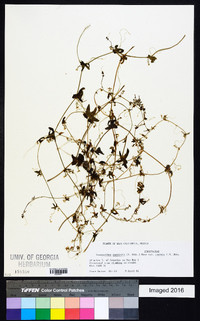 Vaseyanthus insularis image