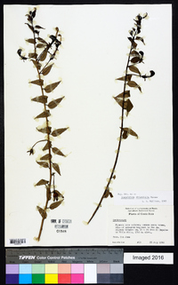 Image of Burmeistera obtusifolia