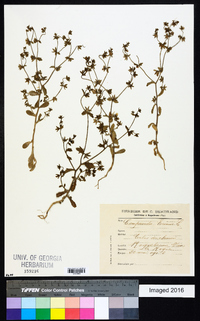 Campanula erinus image