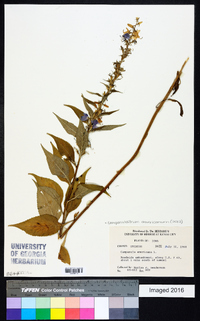 Campanulastrum americanum image