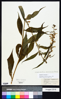 Campanulastrum americanum image