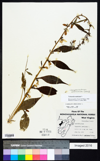 Campanulastrum americanum image