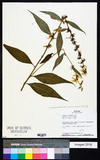 Campanulastrum americanum image