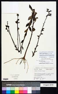 Lobelia apalachicolensis image