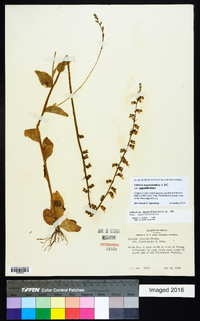 Lobelia appendiculata var. appendiculata image