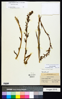 Lobelia elongata image