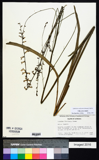 Lobelia floridana image