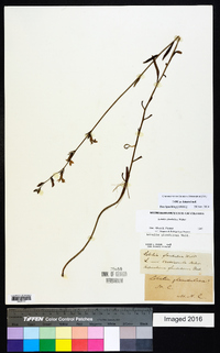 Lobelia glandulosa image