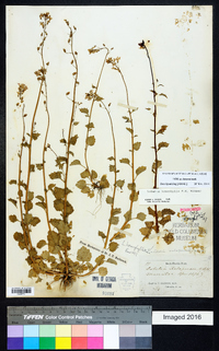 Lobelia homophylla image