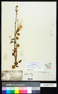 Lobelia homophylla image