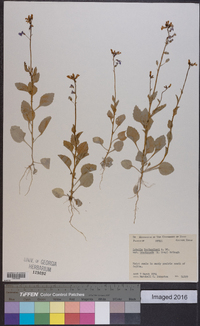 Lobelia berlandieri subsp. brachypoda image