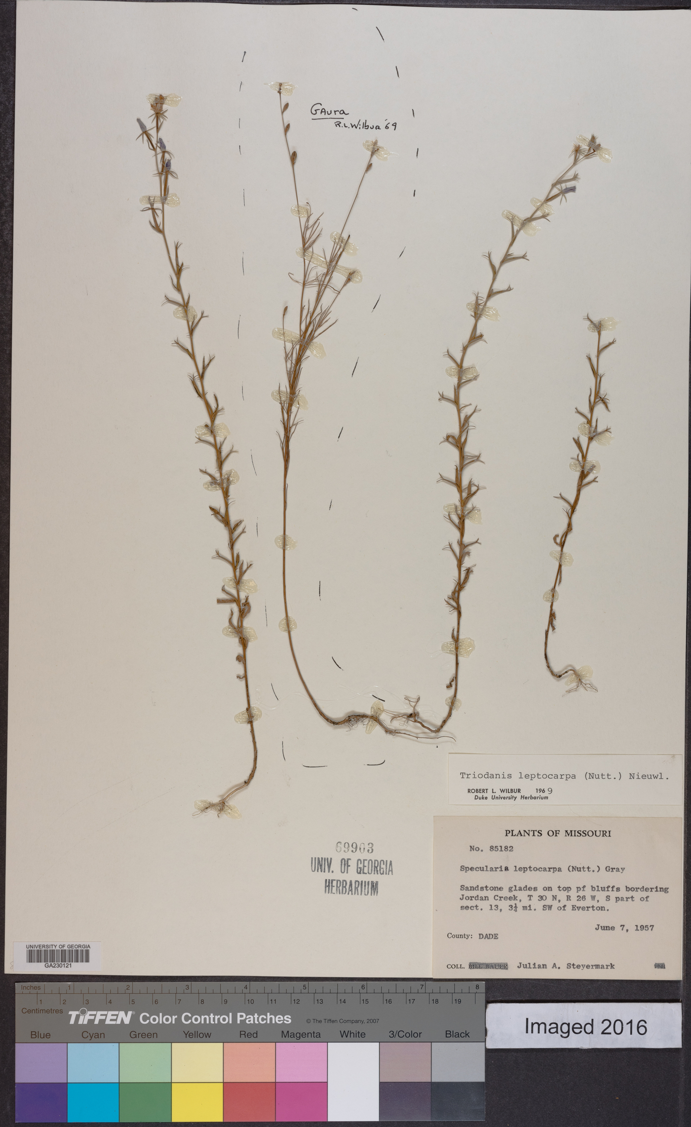 Triodanis leptocarpa image