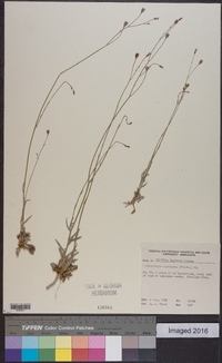 Wahlenbergia marginata image