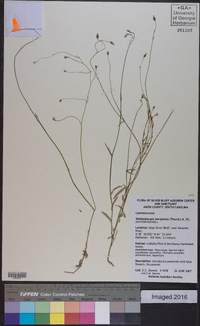 Wahlenbergia marginata image