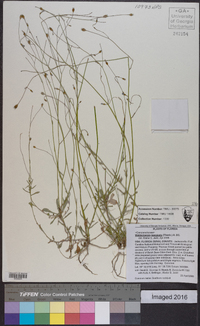 Wahlenbergia marginata image