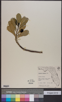 Scaevola plumieri image