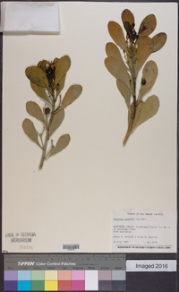 Scaevola plumieri image