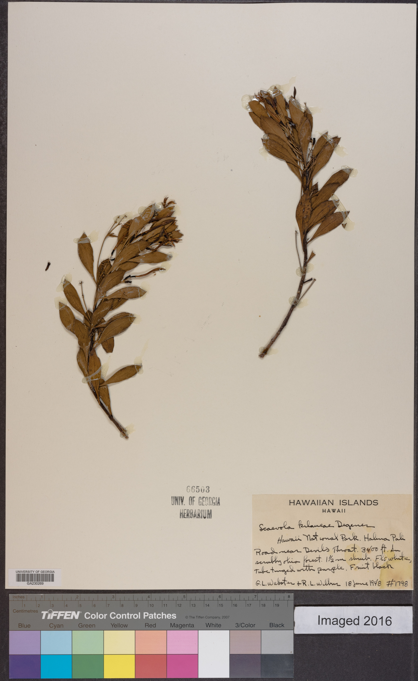 Scaevola kilaueae image