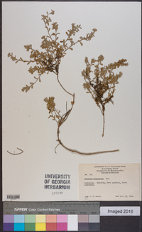 Scaevola albida image