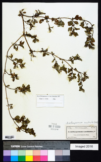 Image of Acanthospermum xanthioides