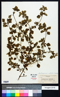 Acanthospermum australe image