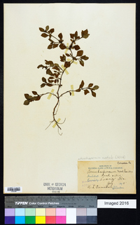 Acanthospermum australe image