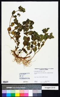 Acanthospermum australe image