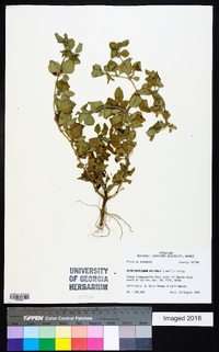 Acanthospermum australe image