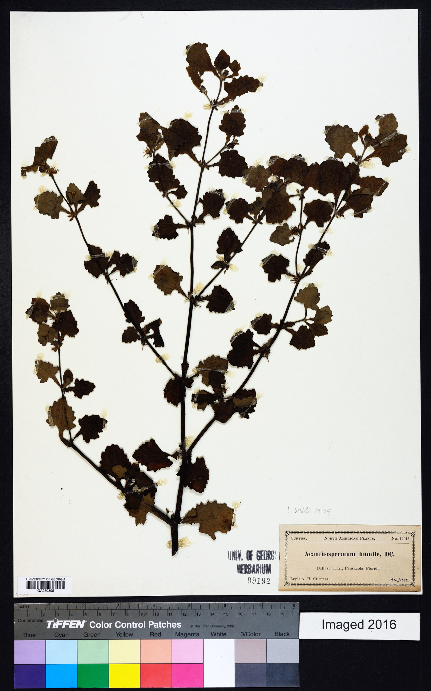 Acanthospermum humile image
