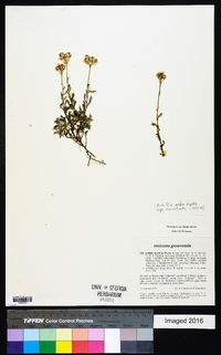 Achillea erba-rotta image