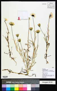 Achyrachaena mollis image