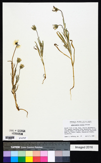 Achyrachaena mollis image