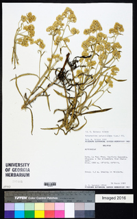 Achyrocline satureioides image